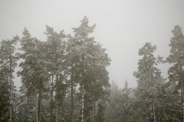 Fairy fir trees in the forest under the snow. blizzard
