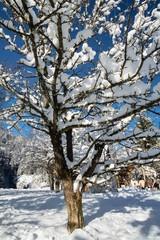 close up on snowy covered nude trees in julian alps in blue sky in winter season