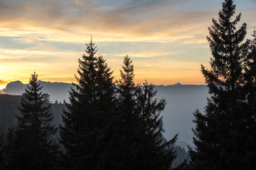 Fototapeta premium Oranger Sonnenuntergang in den europäischen Alpen mit Tannenarten