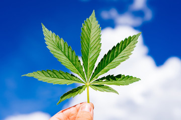The guy is holding a cannabis sheet in his hand