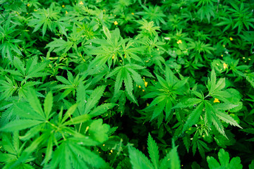 Wild agricultural hemp grows in the countryside