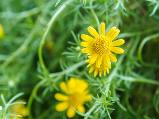 daisy flower.