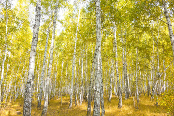 birch forest