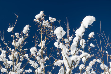 close up on snowy covered nude trees in julian alps in blue sky in winter season