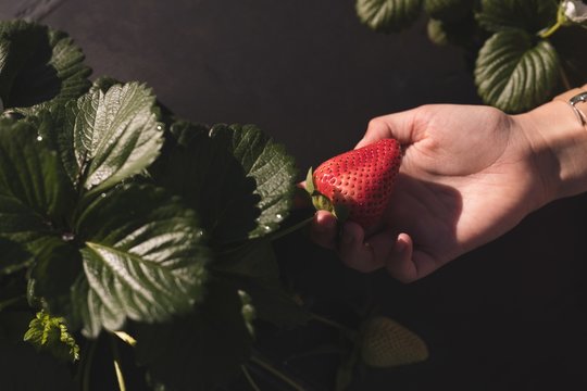 Close-up of hand plucking strawberry 