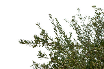 olive tree branches with olives