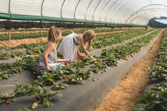 Girls harvesting strawberries in greenhouse farm