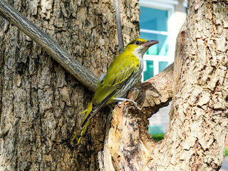 oriole hang on branch and looking something around tree