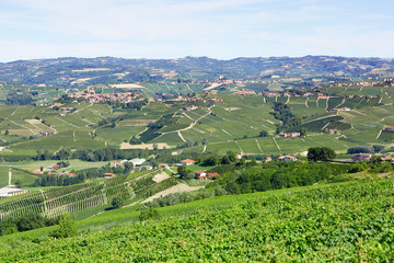 Piedmont hills with vineyards in a sunny day in Italy