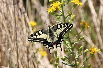 Macaone butterfly (Papilio Machaon). Liguria, Italy