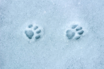 Cat&rsquo;s footprint on snow textured winter background