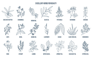 Best herbs for beauty. - obrazy, fototapety, plakaty