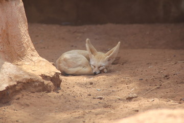 fennec