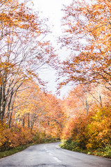 Obraz premium Hakkoda gold line at Aomori prefecture in autumn