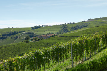 Fototapeta na wymiar Green vineyards and hills in a sunny day, blue sky
