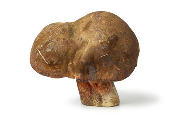 Whole dotted stem bolete