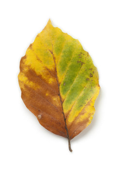 Single common beech leaf in autumn