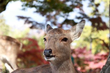Closeup the head of deer on the sunlight at the park on autumn in Nara, Japan. The park is home to hundreds of freely roaming deer.