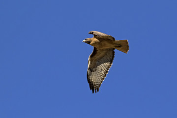 Bird hawk soars above Los Angeles foothills