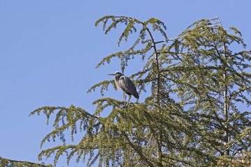Bird great blue heron at Los Angeles park