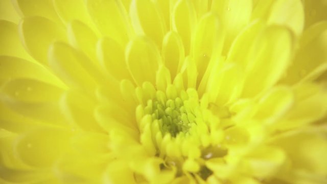 Slow mo on a yellow chrysanthemum flower drops drop of water close-up