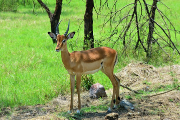 Impala antelope, Tanzania, Africa