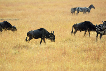 Wildebeest in Kenya, Masai Mara