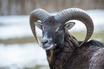 Muffelwild - Ovis aries musimon