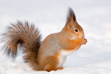 Naklejka na ściany i meble squirrel in the snow
