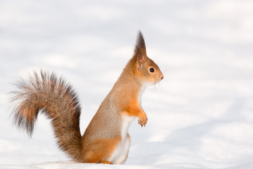 squirrel in the snow