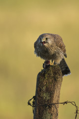 Common Kestrel_000000879629