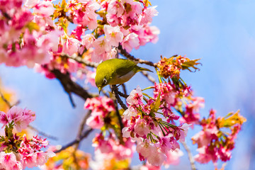 The Japanese White-eye.The background is cherry blossoms(Japanese name Oh-kanzakura). Located in Tokyo Prefecture Japan.