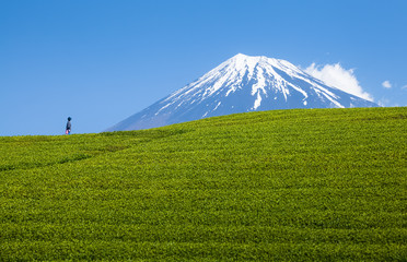 Tea farm and Mount Fuji in spring at Shizuoka prefecture