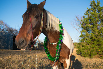 Christmas portrait of a horse
