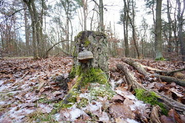 Baumstumpf mit Baumpilz