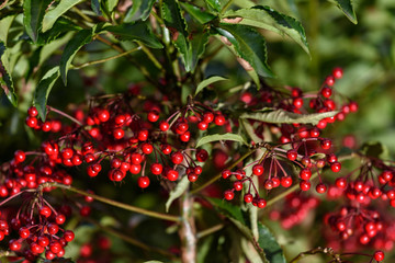 マンリョウの赤い実