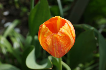 red and yellow opened Tulip, a flower in daylight