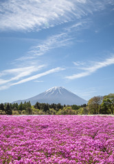 Mountain Fuji and pink moss field in spring season..