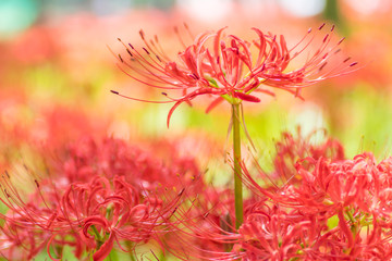 Close - up Red spider lily in autumn