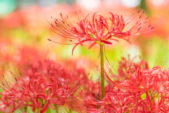 Fototapeta Close - up Red spider lily in autumn