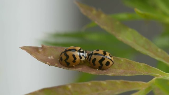 two ladybugs are staying on the green leaf