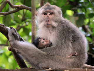 Mother Monkey & Baby Monkey