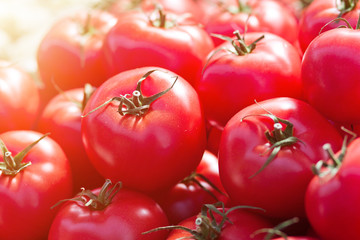 A lot of red tomatoes on the vegetable market. Ripe vegetables
