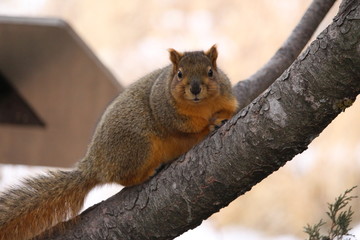 Naklejka na ściany i meble Winter coat Squirrel 