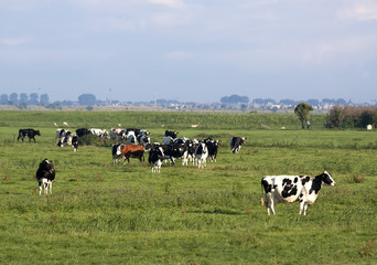 Cows in the meadow