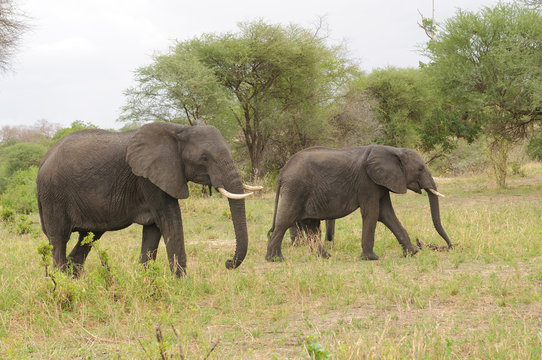 Closeup of African Elephant (scientific name: Loxodonta africana, or "Tembo" in Swaheli) image taken on Safari located in the Tarangire National park, Tanzania