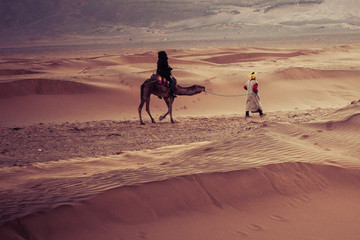 Camels on the sand dunes in the Sahara Desert. Morocco, Africa.