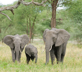 Obraz premium Closeup of African Elephant (scientific name: Loxodonta africana, or 