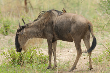 Obraz na płótnie Canvas Closeup of Wildebeest (scientific name: Connochaetes taurinus or 