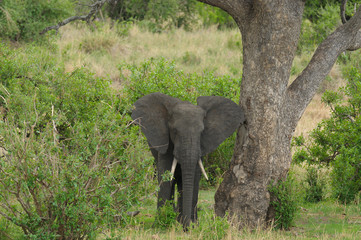 Closeup of African Elephant (scientific name: Loxodonta africana, or "Tembo" in Swaheli) in the Tarangire National park, Tanzania